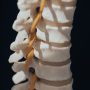 Spinal cord model on a black background.