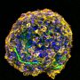 Cell spheroid