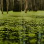 Algae in a pond.