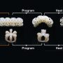 4D printed structured inspired by jellyfish life cycle.