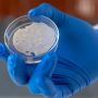 Cultured pork meat on printed scaffolds demonstration.