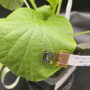 Chlorophyll sensor for plant stress.