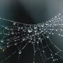 A spider web.