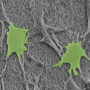 Stem cells growing on a piezoelectric surface.