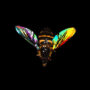 Spectral image of a hover fly's wings.