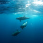 Dolphins swimming underwater.