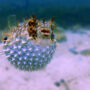 A puffer fish in the ocean.