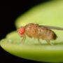 Fruit fly on a leaf.