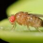 Fruit fly on a leaf.