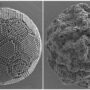beautiful microscope images of supraparticles, smooth and buckled