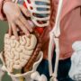 person holding plastic skeleton with plastic organs