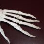 bones of the hand and wrist
