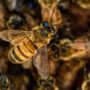 honey bee, against a background of other bees