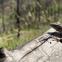 common lizard on a log