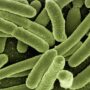 E Coli in green by Gerd Altmann via Pixabay